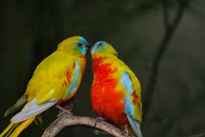ptaki monogamiczne